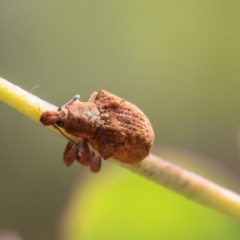 Gonipterus sp. (genus) (Eucalyptus Weevil) at Mount Clear, ACT - 28 Apr 2023 by SWishart