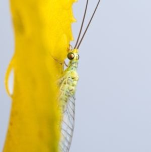 Plesiochrysa ramburi at Murrumbateman, NSW - 29 Apr 2023