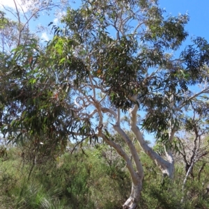 Eucalyptus haemastoma at Ku-Ring-Gai Chase, NSW - 27 Apr 2023 11:21 AM