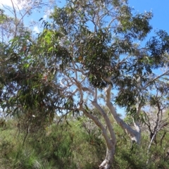 Eucalyptus haemastoma (Scribbly Gum) at Ku-Ring-Gai Chase, NSW - 27 Apr 2023 by MatthewFrawley