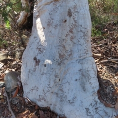 Eucalyptus haemastoma at Ku-Ring-Gai Chase, NSW - 27 Apr 2023