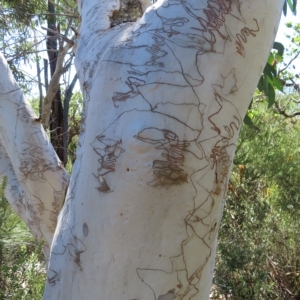 Eucalyptus haemastoma at Ku-Ring-Gai Chase, NSW - 27 Apr 2023 11:21 AM