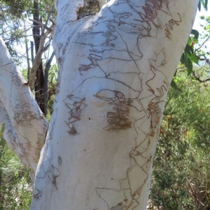 Eucalyptus haemastoma at Ku-Ring-Gai Chase, NSW - 27 Apr 2023