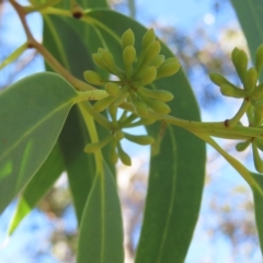 Eucalyptus haemastoma at Ku-Ring-Gai Chase, NSW - 27 Apr 2023