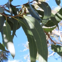 Eucalyptus haemastoma at Ku-Ring-Gai Chase, NSW - 27 Apr 2023 11:21 AM