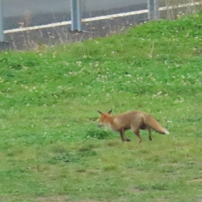 Vulpes vulpes (Red Fox) at Booth, ACT - 29 Apr 2023 by BenW