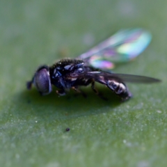 Unverified Insect at Acton, ACT - 28 Apr 2023 by KorinneM