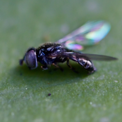 Unverified Insect at Acton, ACT - 28 Apr 2023 by KorinneM