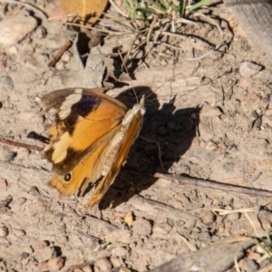 Heteronympha merope at Mount Clear, ACT - 28 Apr 2023