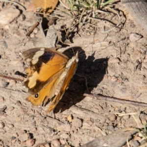 Heteronympha merope at Mount Clear, ACT - 28 Apr 2023 10:36 AM