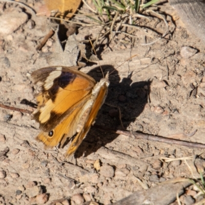 Heteronympha merope (Common Brown Butterfly) at Namadgi National Park - 28 Apr 2023 by SWishart