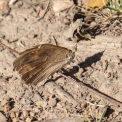 Heteronympha merope at Mount Clear, ACT - 28 Apr 2023