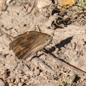 Heteronympha merope at Mount Clear, ACT - 28 Apr 2023