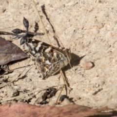 Vanessa kershawi at Mount Clear, ACT - 28 Apr 2023 10:44 AM