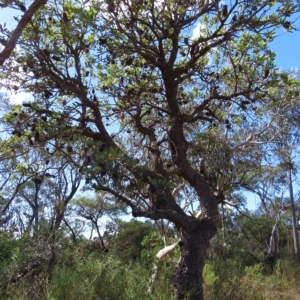 Banksia serrata at Ku-Ring-Gai Chase, NSW - 27 Apr 2023 11:23 AM