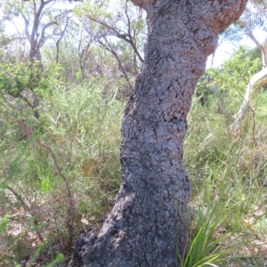 Banksia serrata at Ku-Ring-Gai Chase, NSW - 27 Apr 2023 11:23 AM