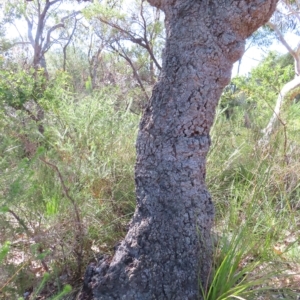 Banksia serrata at Ku-Ring-Gai Chase, NSW - 27 Apr 2023