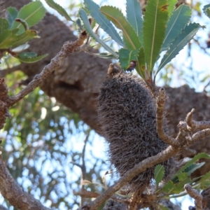 Banksia serrata at Ku-Ring-Gai Chase, NSW - 27 Apr 2023 11:23 AM