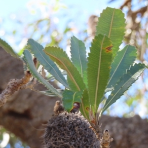 Banksia serrata at Ku-Ring-Gai Chase, NSW - 27 Apr 2023 11:23 AM