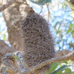 Banksia serrata at Ku-Ring-Gai Chase, NSW - 27 Apr 2023 11:23 AM