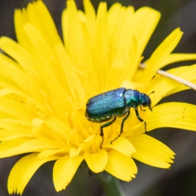 Diphucephala sp. (genus) (Green Scarab Beetle) at Namadgi National Park - 28 Apr 2023 by SWishart