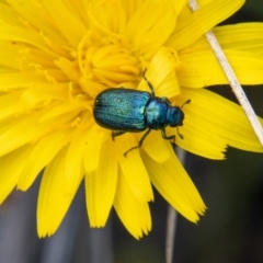 Diphucephala sp. (genus) at Mount Clear, ACT - 28 Apr 2023