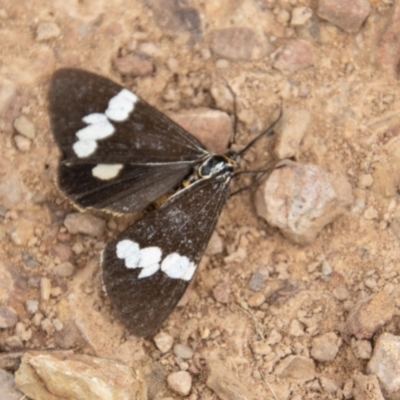Nyctemera amicus (Senecio Moth, Magpie Moth, Cineraria Moth) at Mount Clear, ACT - 28 Apr 2023 by SWishart