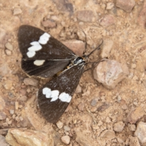 Nyctemera amicus at Mount Clear, ACT - 28 Apr 2023