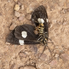 Nyctemera amicus at Mount Clear, ACT - 28 Apr 2023 01:56 PM