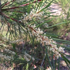 Hakea sericea (Needlebush) at Ku-Ring-Gai Chase, NSW - 27 Apr 2023 by MatthewFrawley