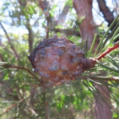 Hakea sericea at Ku-Ring-Gai Chase, NSW - 27 Apr 2023