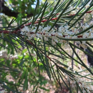 Hakea sericea at Ku-Ring-Gai Chase, NSW - 27 Apr 2023