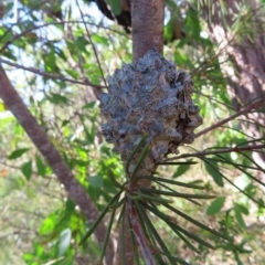 Hakea sericea at Ku-Ring-Gai Chase, NSW - 27 Apr 2023 11:26 AM