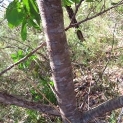 Hakea sericea at Ku-Ring-Gai Chase, NSW - 27 Apr 2023 11:26 AM