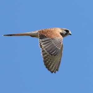 Falco cenchroides at Throsby, ACT - 19 Apr 2023