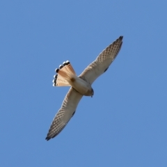 Falco cenchroides at Throsby, ACT - 19 Apr 2023