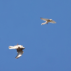 Falco cenchroides at Throsby, ACT - 19 Apr 2023