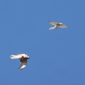 Falco cenchroides at Throsby, ACT - 19 Apr 2023