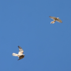 Falco cenchroides at Throsby, ACT - 19 Apr 2023