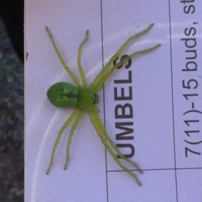 Neosparassus sp. (genus) (Unidentified Badge huntsman) at Molonglo Valley, ACT - 27 Apr 2023 by AndyRussell