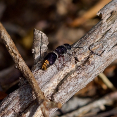 Odontomyrme sp. (genus) (A velvet ant) at Acton, ACT - 28 Apr 2023 by KorinneM