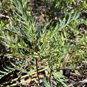 Polyscias sambucifolia at Cotter River, ACT - 20 Feb 2023 12:16 PM