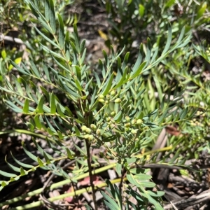 Polyscias sambucifolia at Cotter River, ACT - 20 Feb 2023