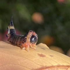 Pterygophorinae (subfamily) (Sawfly) at Lyneham, ACT - 25 Apr 2023 by chromo