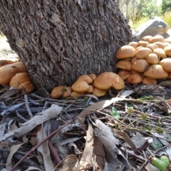 Gymnopilus junonius (Spectacular Rustgill) at Sth Tablelands Ecosystem Park - 27 Apr 2023 by AndyRussell