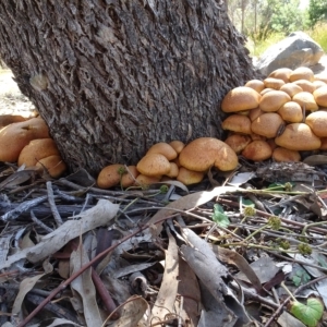 Gymnopilus junonius at Molonglo Valley, ACT - 27 Apr 2023