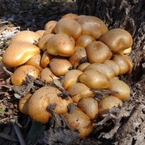 Gymnopilus junonius at Molonglo Valley, ACT - 27 Apr 2023