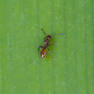 Stigmacros sp. (genus) at Acton, ACT - 28 Apr 2023