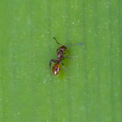 Stigmacros sp. (genus) (An Ant) at Acton, ACT - 28 Apr 2023 by KorinneM