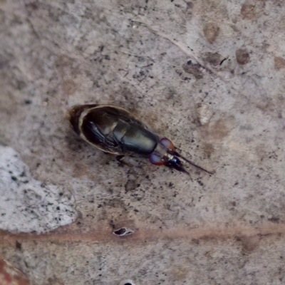 Depressa sp. (genus) (Lauxaniid fly) at Acton, ACT - 28 Apr 2023 by KorinneM